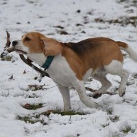 Beaglewiese Lanzendorf