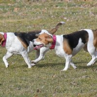 Beaglewiese Lanzendorf